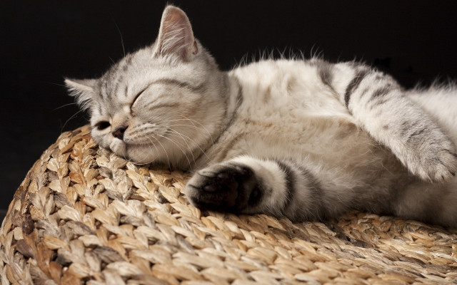 Sleeping cat on woven basket free wallpaper for desktop - medium preview image
