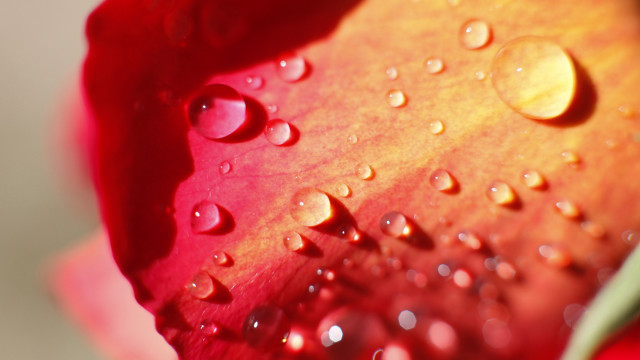 Red flower water droplets macro #29 free wallpaper for desktop - medium preview image
