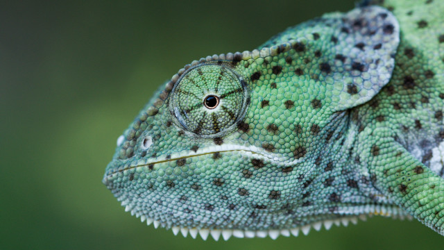 Green chameleon branch macro blurry free wallpaper for desktop - medium preview image