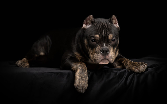 Dog laying black surface head free wallpaper for desktop - medium preview image