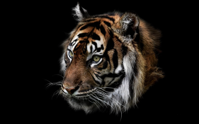 Tiger white stripe dark room free wallpaper for desktop - medium preview image