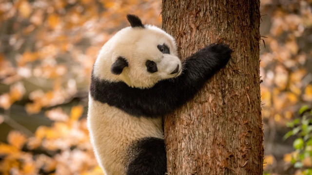 Panda climbing tree autumn leaves free wallpaper for desktop - medium preview image