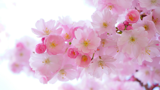 Pink flowers cherry blossoms bouquet free wallpaper for desktop - medium preview image