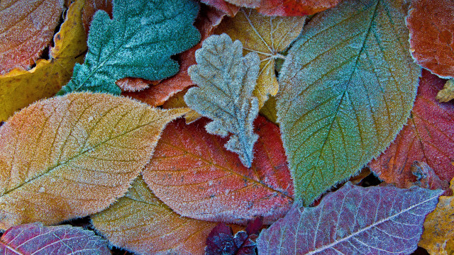 Frosty leaves autumn ecological art free wallpaper for desktop - medium preview image