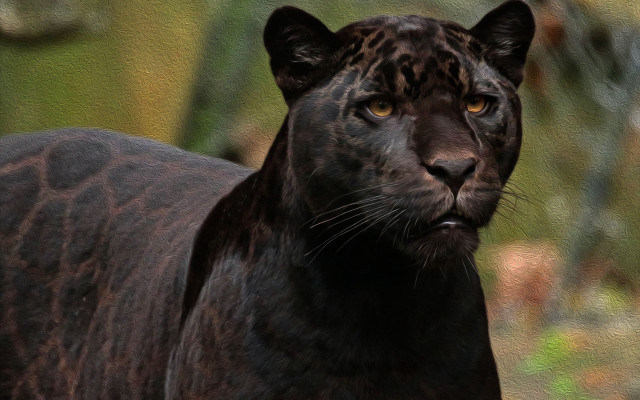 Black leopard yellow eyes sumatraism free wallpaper for desktop - medium preview image