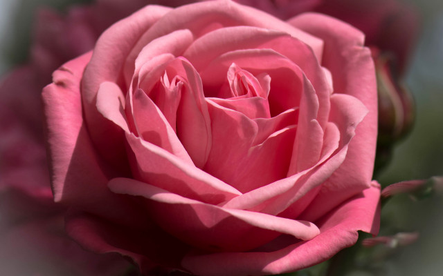 Pink rose vase flowers blurry free wallpaper for desktop - medium preview image