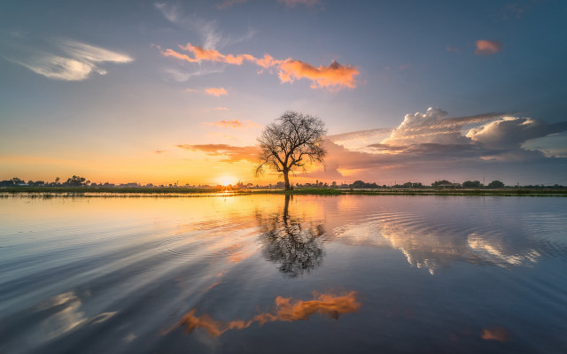 Tree lake sunset reflection clouds free wallpaper for desktop - medium preview image