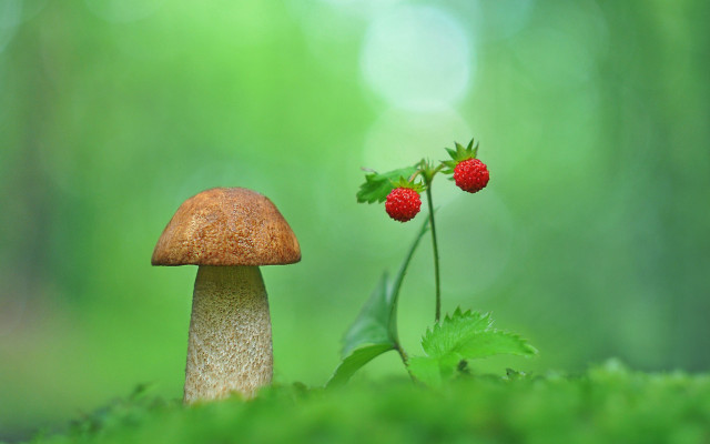 Mushroom strawberry plant leaf grass free wallpaper for desktop - medium preview image