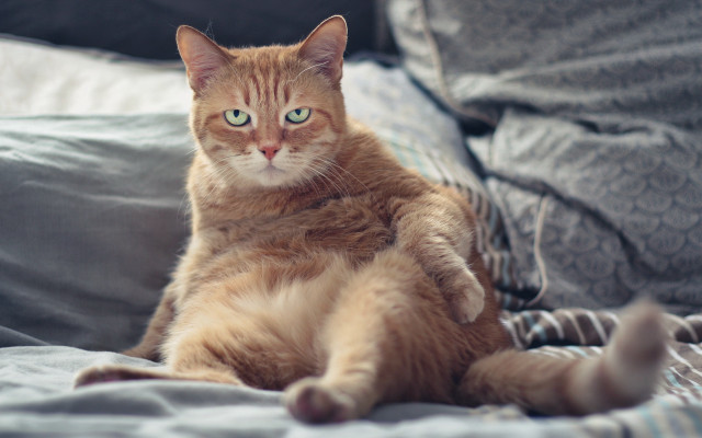 Cat blurry portrait shiba inu free wallpaper for desktop - medium preview image