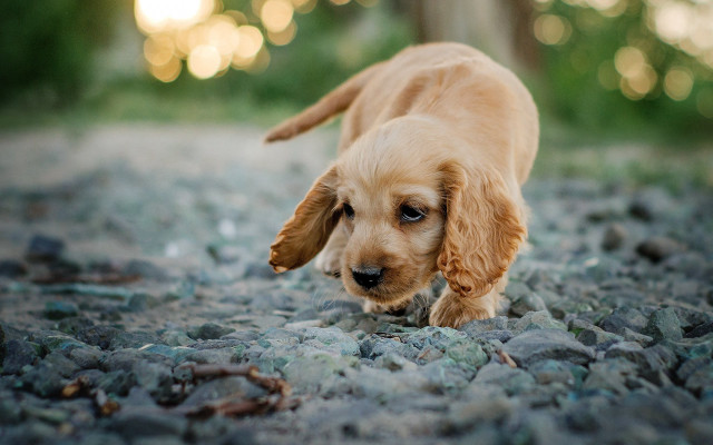Puppy woods rocky path tilt free wallpaper for desktop - medium preview image