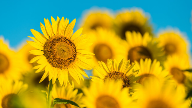 Sunflower field summer vibrancy blue free wallpaper for desktop - medium preview image