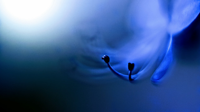 Blue flower black stem light free wallpaper for desktop - medium preview image