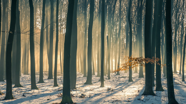 Snowy forest sunshine jigsaw nature free wallpaper for desktop - medium preview image