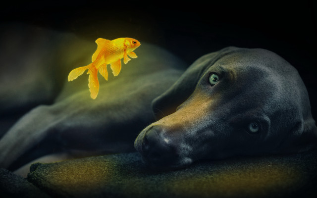 Dog couch goldfish glowingfish magicrealism free wallpaper for desktop - medium preview image