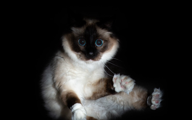 Cat blue eyes chiaroscuro renaissance free wallpaper for desktop - medium preview image