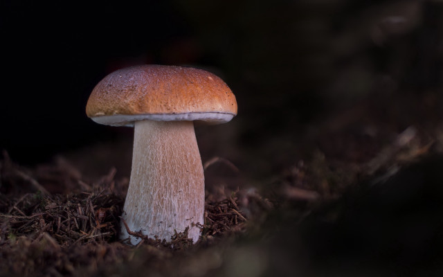 Mushroom growing dark forest macro free wallpaper for desktop - medium preview image