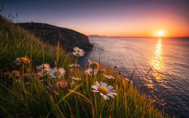 Sunset ocean daisies cliff horizon free wallpaper for desktop - medium preview image