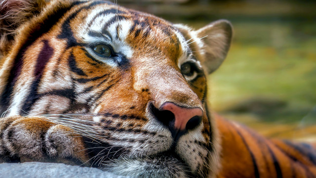 Tiger laying eyes closed blurred free wallpaper for desktop - medium preview image