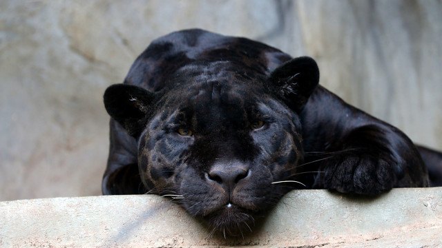 Black tiger resting rock wall free wallpaper for desktop - medium preview image