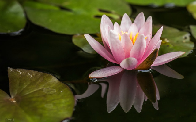 Pink flower floating water lilies #2 free wallpaper for desktop - medium preview image