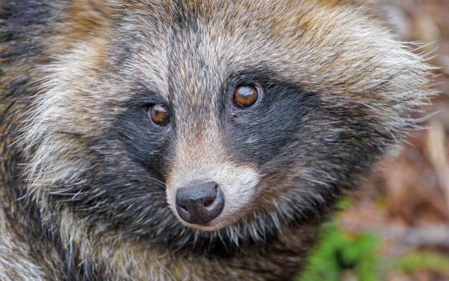 Raccoon face blurry background depth free wallpaper for desktop - medium preview image