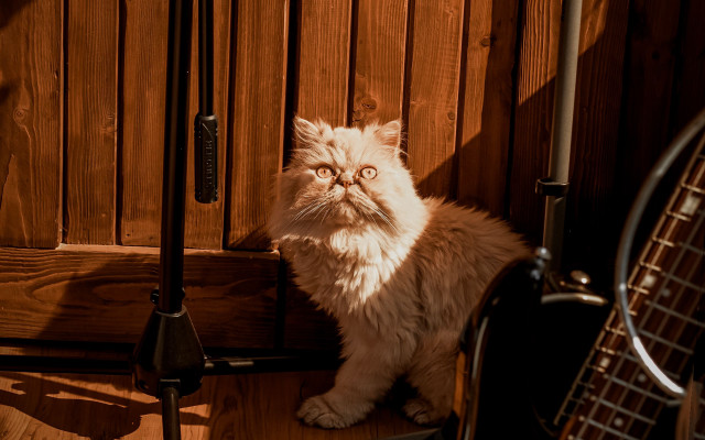 Cat guitar wooden floor paned free wallpaper for desktop - medium preview image