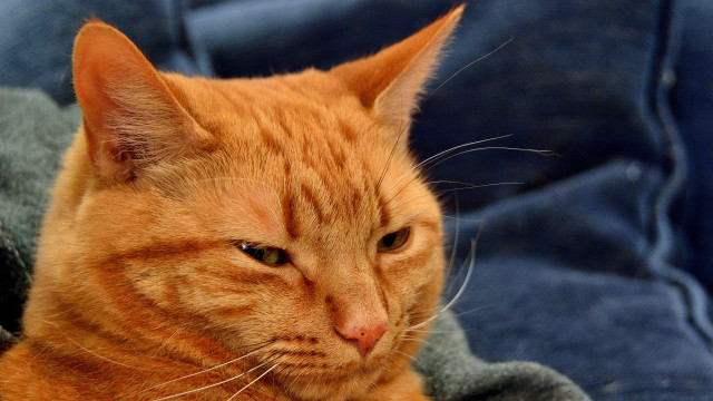 Sad cat laying blanket couch free wallpaper for desktop - medium preview image