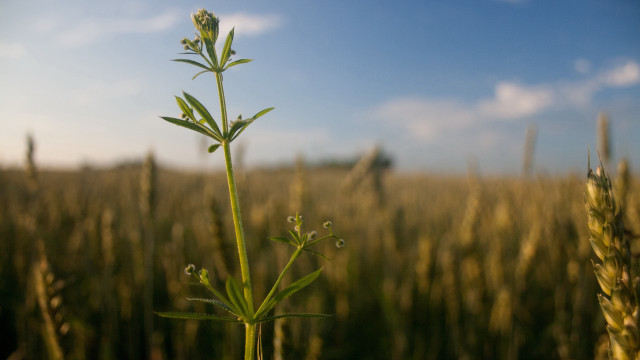 Tall plant field clouds sky free wallpaper for desktop - medium preview image