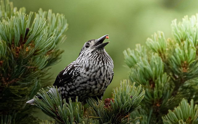 Bird pine tree sky open free wallpaper for desktop - medium preview image