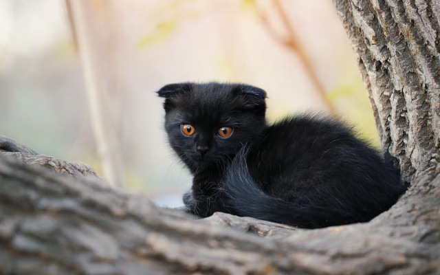 Black cat sitting tree sad free wallpaper for desktop - medium preview image