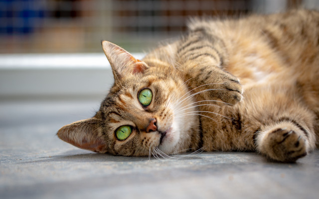 Cat laying green eyes blurry free wallpaper for desktop - medium preview image