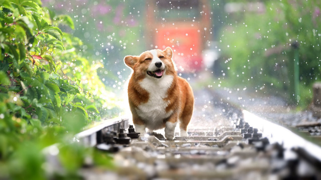 Dog train track rain happy free wallpaper for desktop - medium preview image