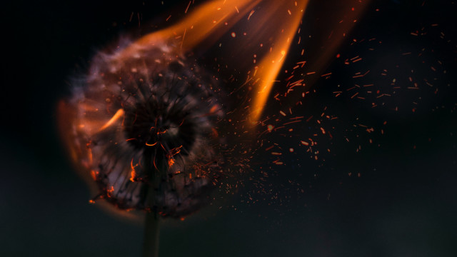 Dandelion fire explosions macro embers free wallpaper for desktop - medium preview image
