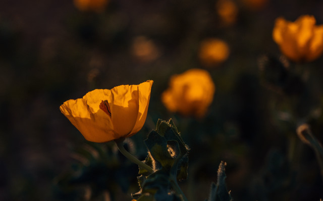 Yellow flower bug bokeh impressionist free wallpaper for desktop - medium preview image