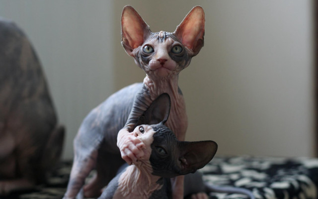 Cat holding kitten bed blackwhite free wallpaper for desktop - medium preview image