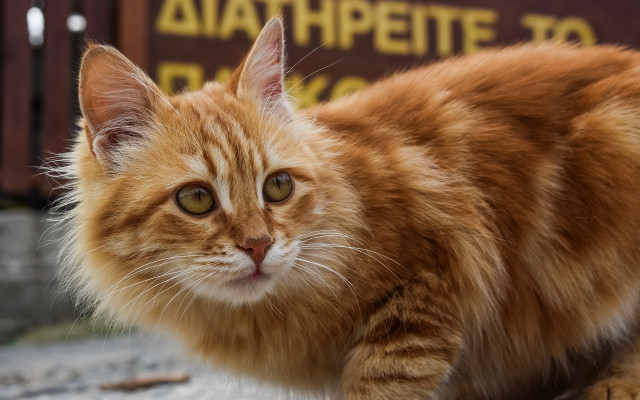 Cat looking camera eye blurry free wallpaper for desktop - medium preview image