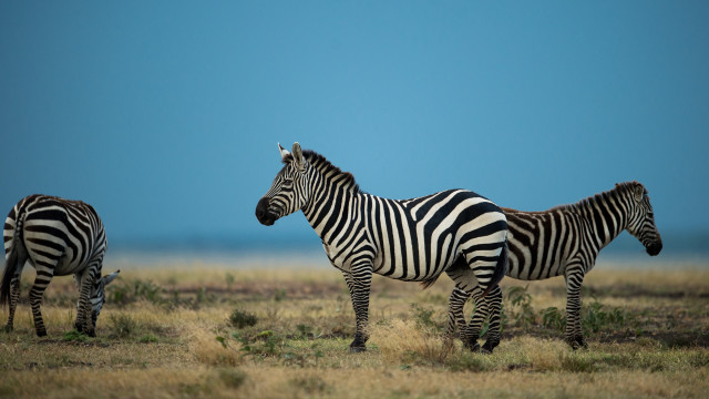 Zebras field blue sky grass free wallpaper for desktop - medium preview image