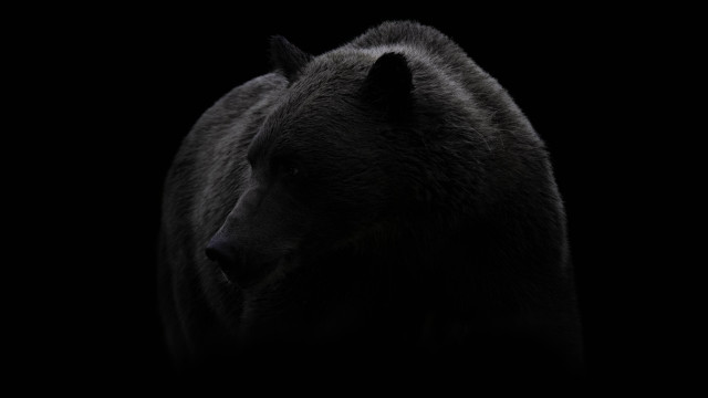Black bear turned head dark free wallpaper for desktop - medium preview image