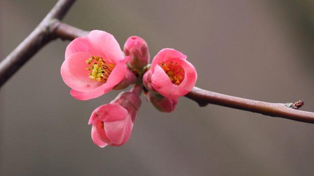 Flower bud branch macro naturalism free wallpaper for desktop - medium preview image