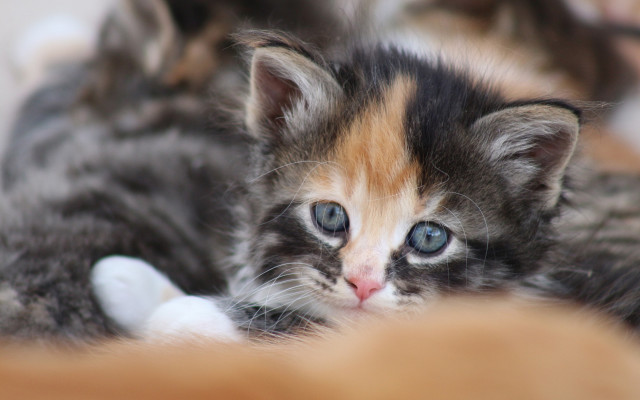 Blue eyes kitten impressionism jigsaw free wallpaper for desktop - medium preview image