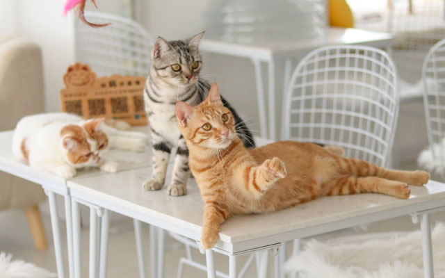 Cats glamor renaissance 3d blurry free wallpaper for desktop - medium preview image