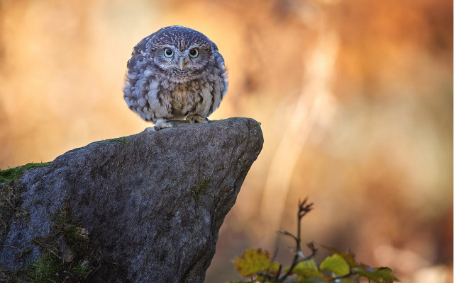 Small owl rock forest blurry free wallpaper for desktop - medium preview image