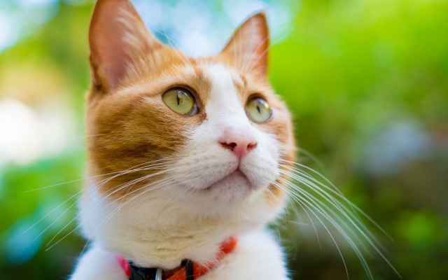 Cat collar looking up trees free wallpaper for desktop - medium preview image