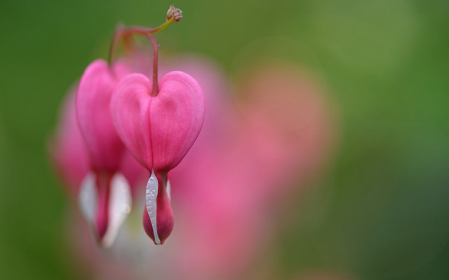 Pink flower macro blurry background #14 free wallpaper for desktop - medium preview image