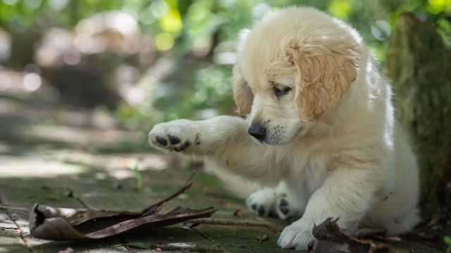 Puppy playing stick woods tree free wallpaper for desktop - medium preview image