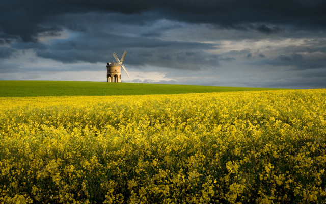 Windmill hill yellowflowers dusk sunset free wallpaper for desktop - medium preview image