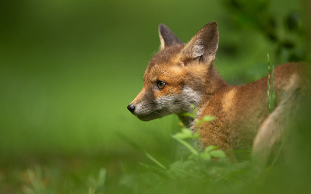 Small fox grass distant focus free wallpaper for desktop - medium preview image