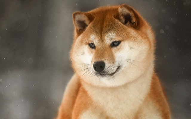 Sad dog snow aurora starry free wallpaper for desktop - medium preview image