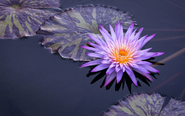 Purple flower pond water lilies #2 free wallpaper for desktop - medium preview image