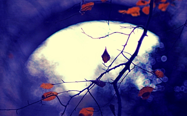 Tree branch fullmoon cave gothic free wallpaper for desktop - medium preview image